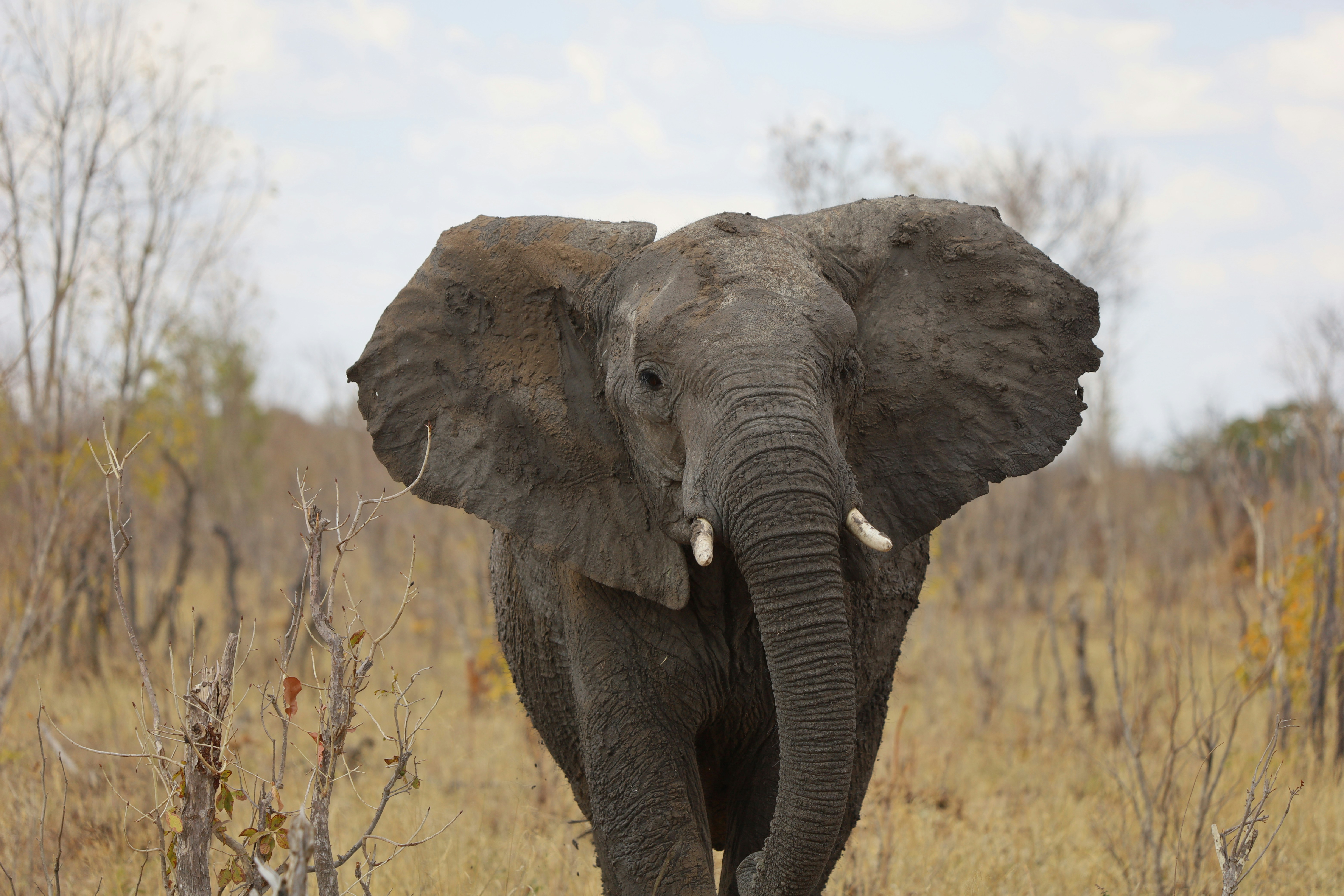 Photo by ulricozampa