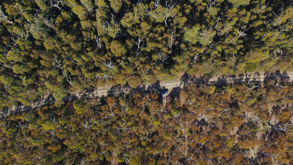 an aerial view of a road surrounded by trees