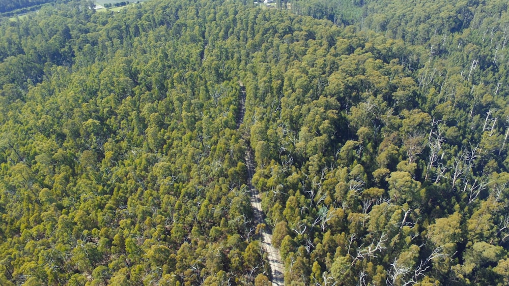 a large forest filled with lots of green trees