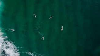 An aerial view of surfers paddling on their boards in the ocean, surrounded by deep green water. The sunlight casts subtle patterns on the water surface, and waves can be observed in the lower left corner.