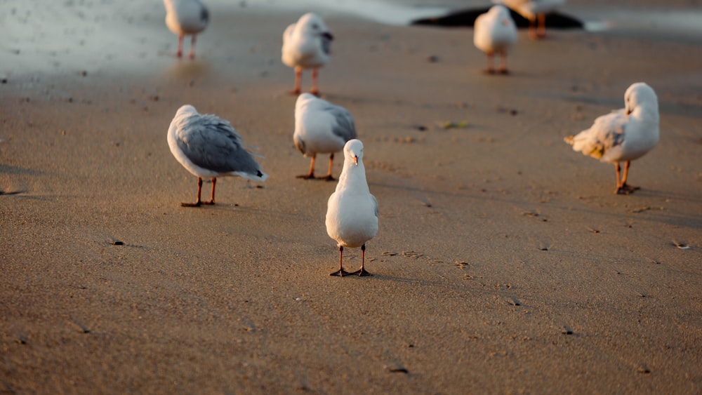 a flock of seagulls standing on a beach next to the ocean