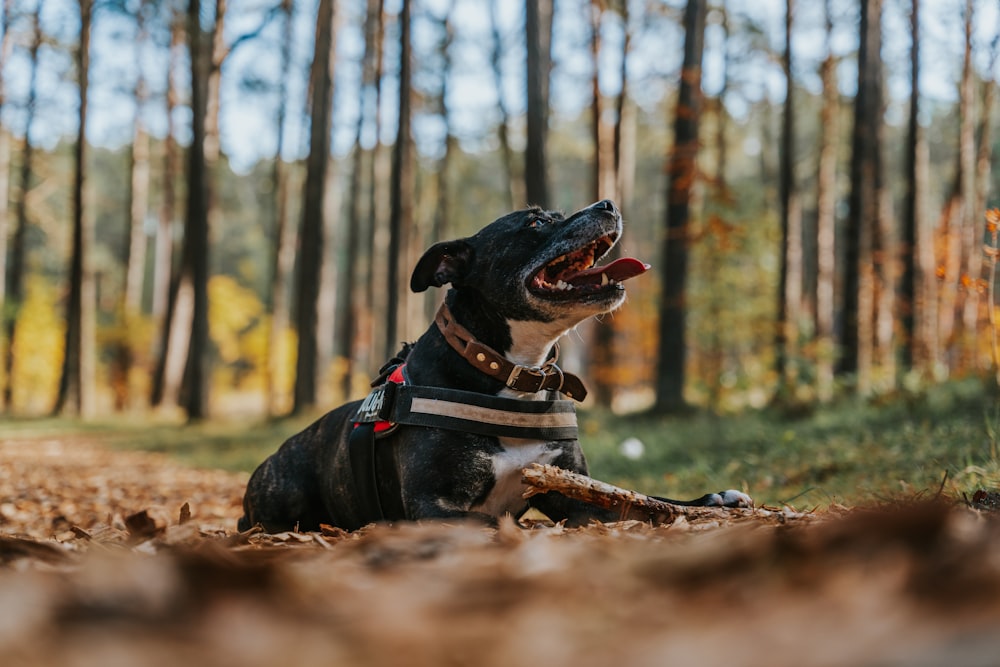 Un chien assis au milieu d’une forêt