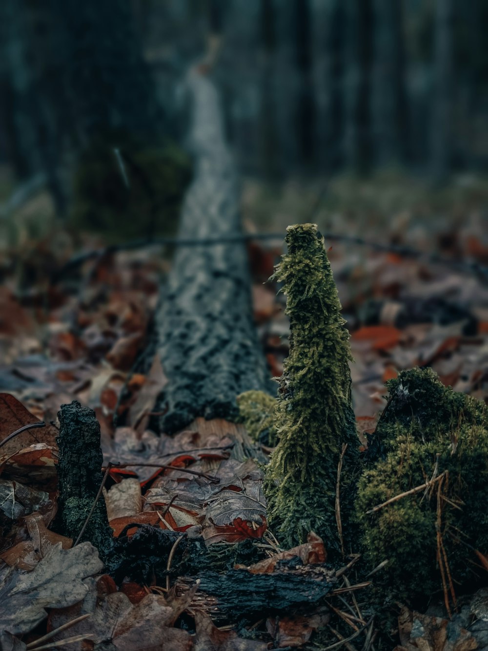 um toco de árvore musgosa no meio de uma floresta