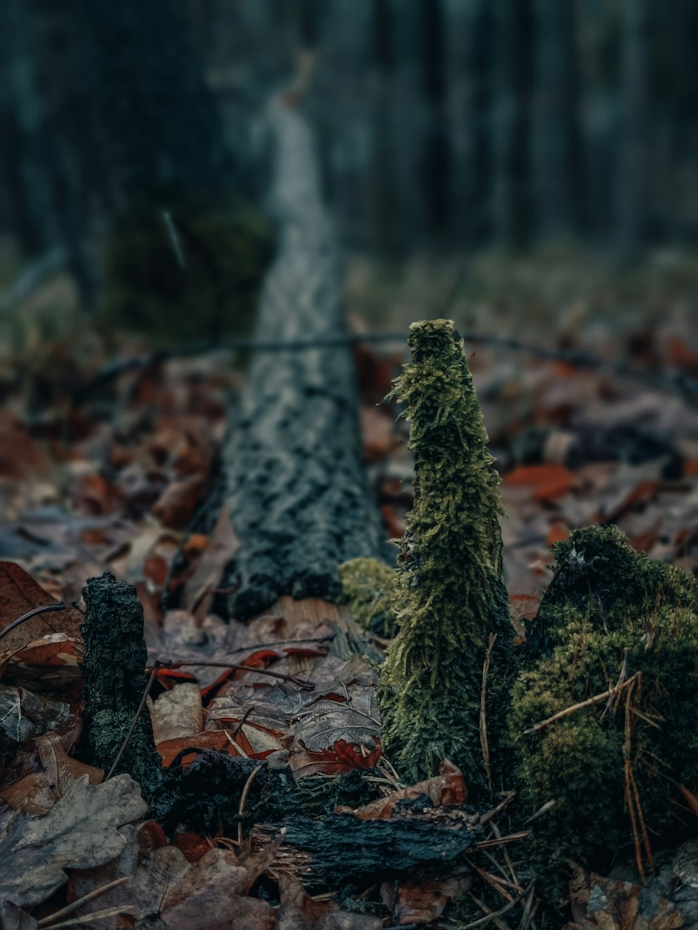 a mossy tree stump in the middle of a forest