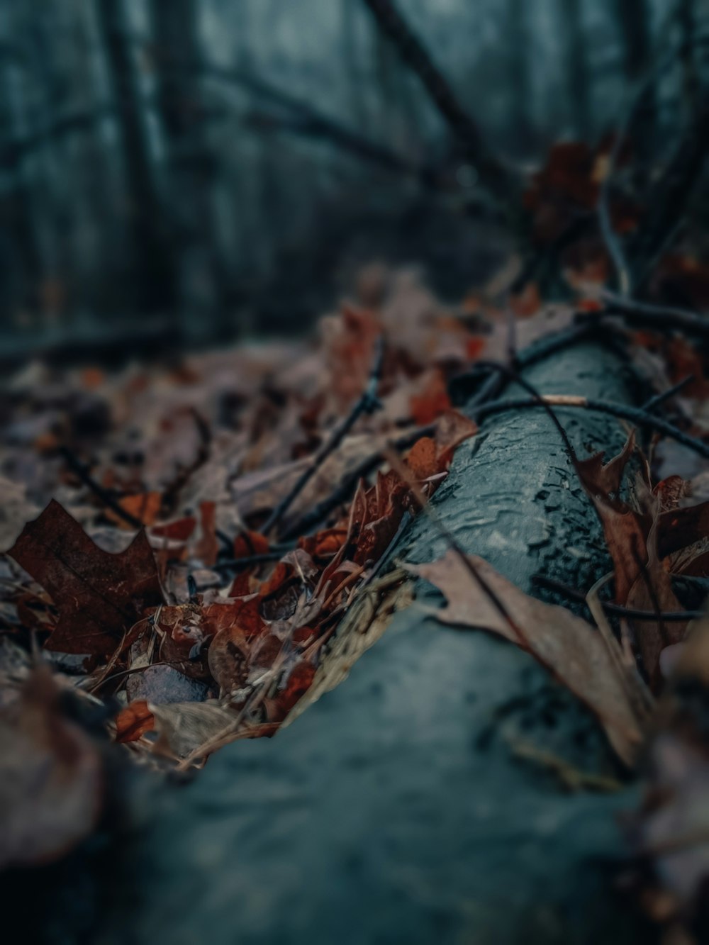 a fallen tree in the middle of a forest