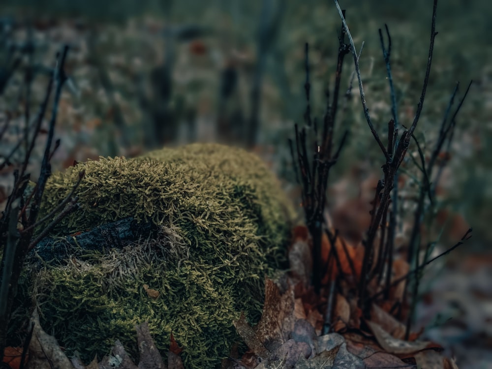 a close up of a moss covered rock in a forest