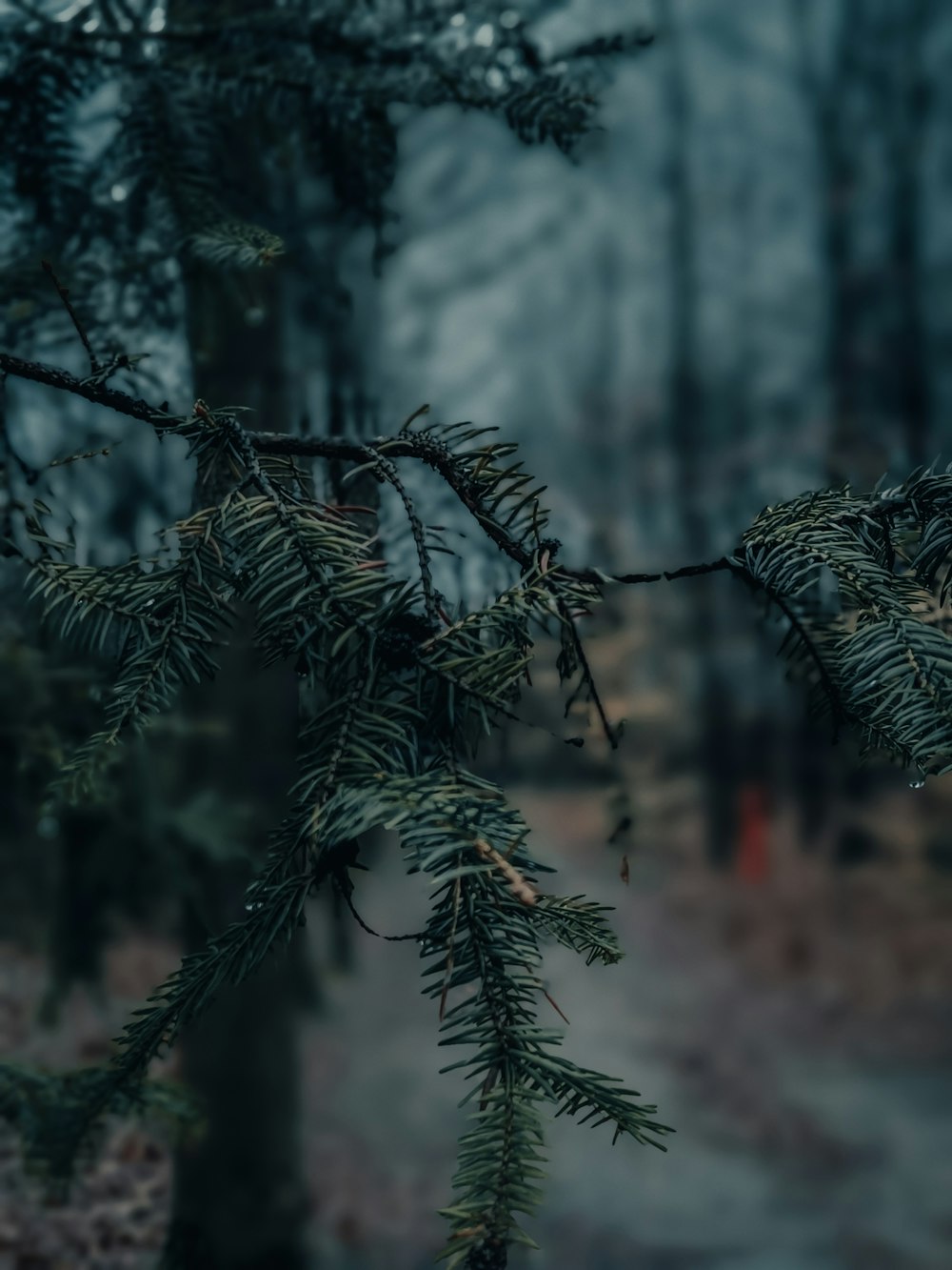 a branch of a pine tree in a forest