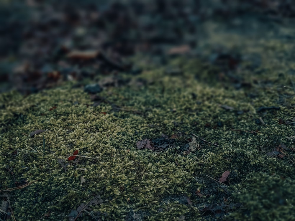 a close up of a patch of green moss