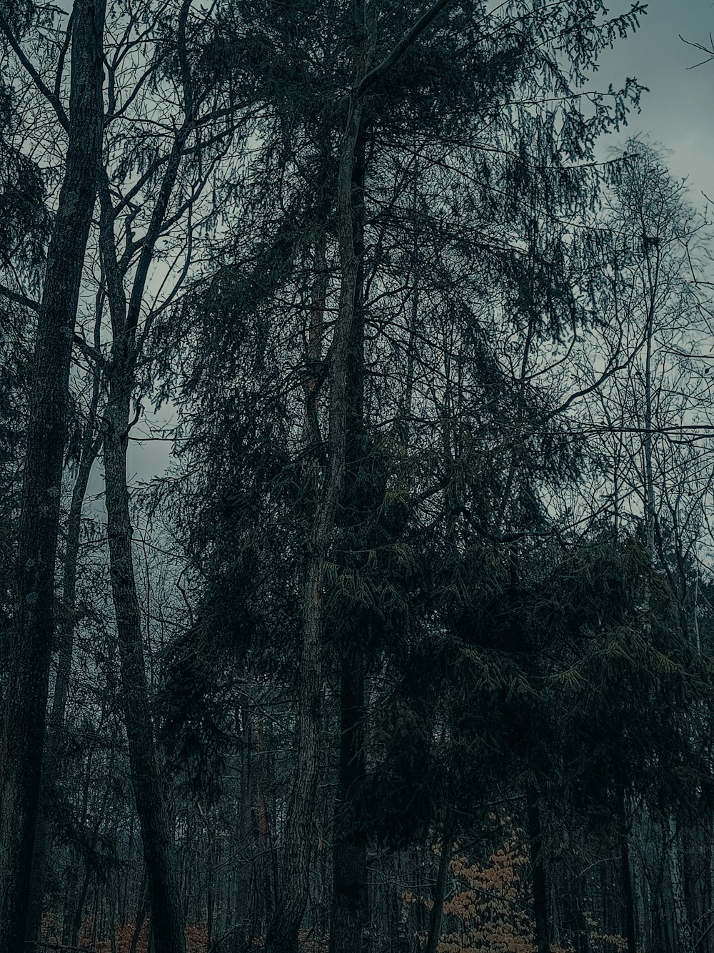 a forest filled with lots of trees under a cloudy sky