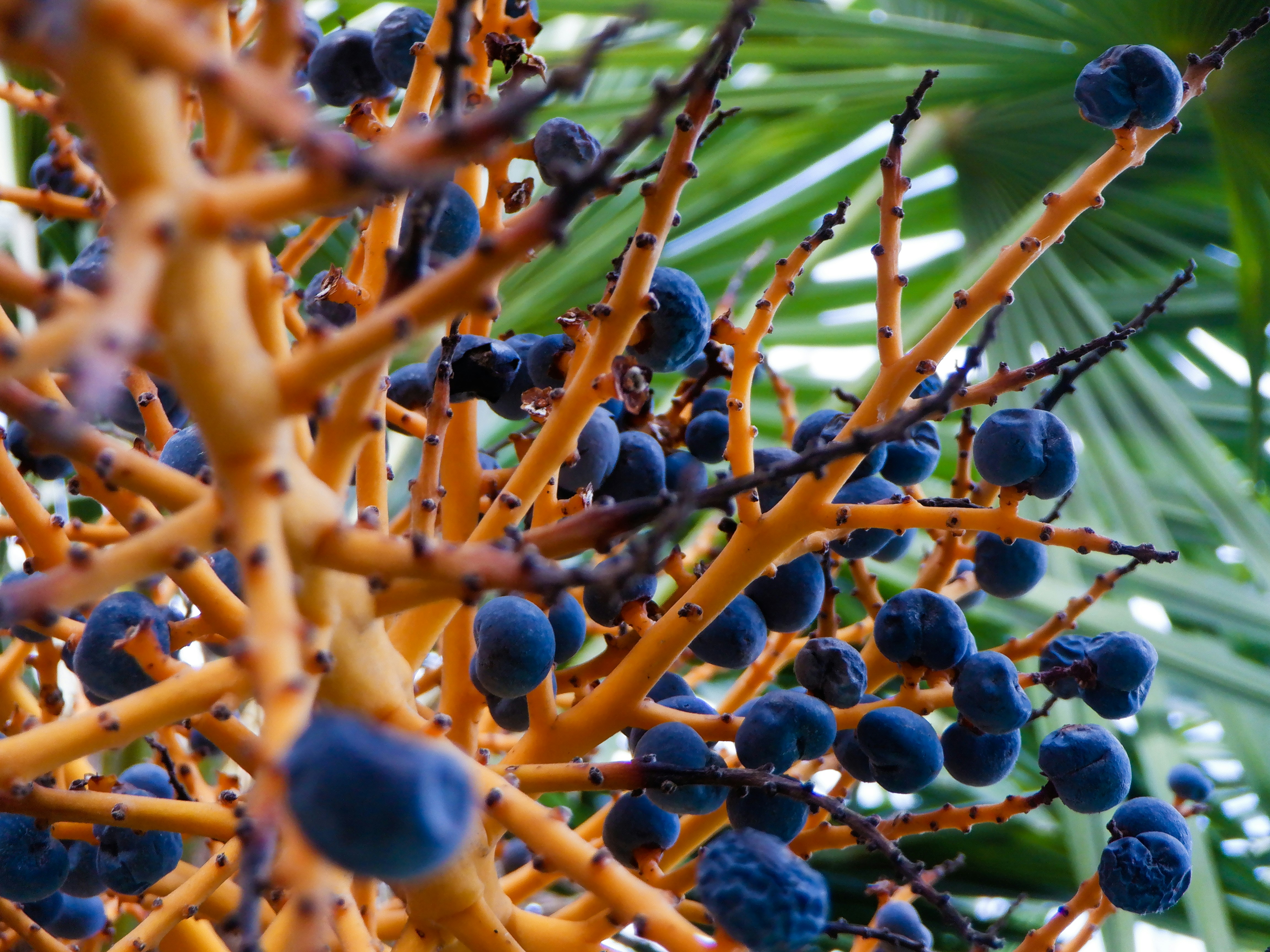 Close-up photograph of amber-orange stems bearing spherical midnight-blue berries. Lush palm fronds create a tropical backdrop, highlighting the berries' bold color contrast.