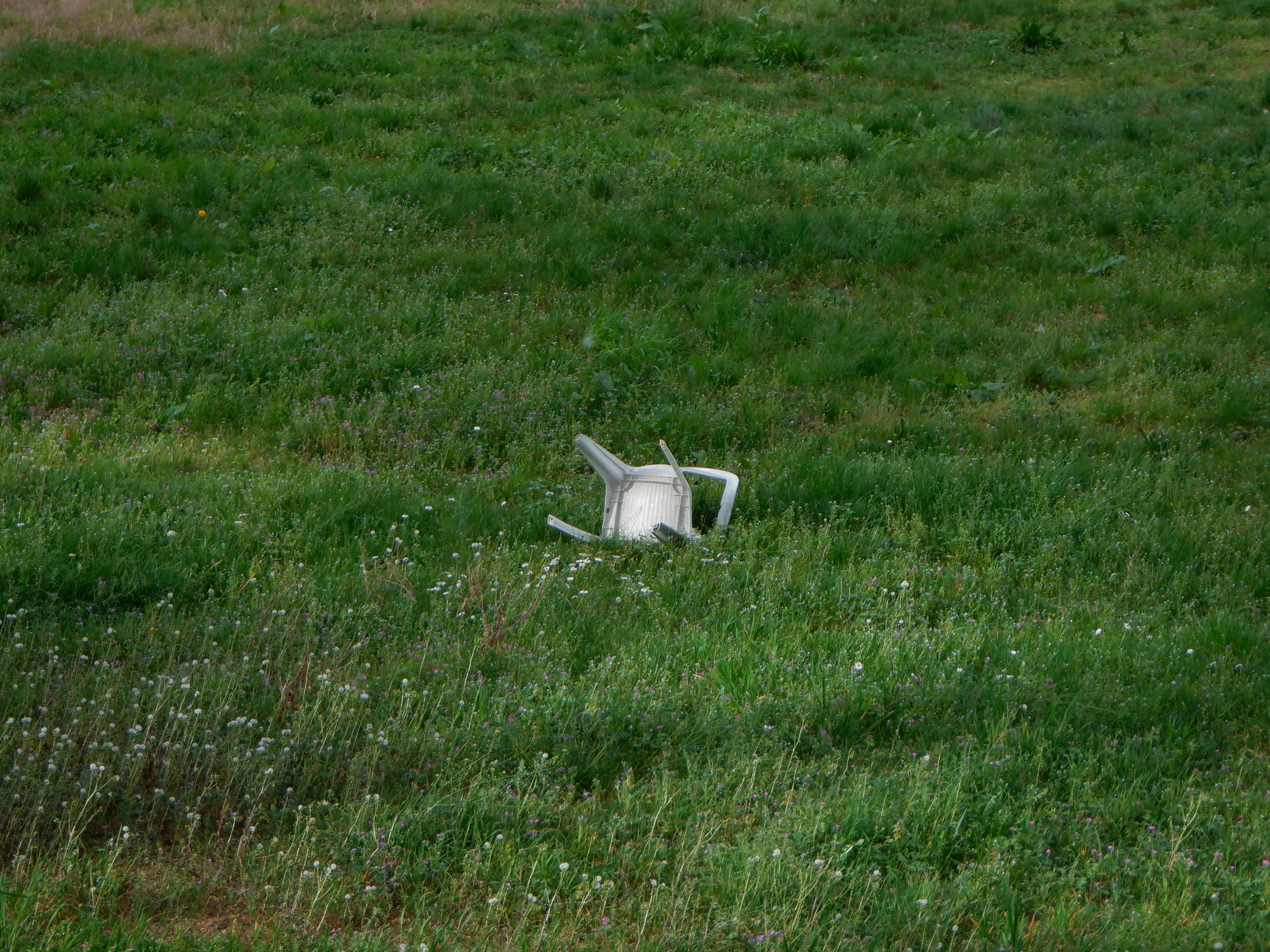 A white watering can sits in the middle of a grassy meadow dotted with small white blossoms.