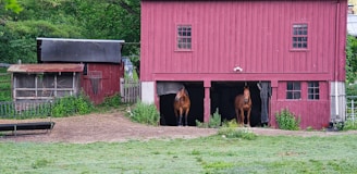 A rustic red barn stands against a lush green backdrop. Two horses are visible, each positioned in separate doorways of the barn. To the left, there is a smaller outbuilding, possibly a shed or chicken coop, with a weathered appearance. The scene is surrounded by greenery, including bushes and trees, creating a pastoral and serene setting.