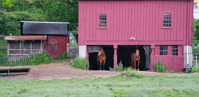 A rustic red barn stands against a lush green backdrop. Two horses are visible, each positioned in separate doorways of the barn. To the left, there is a smaller outbuilding, possibly a shed or chicken coop, with a weathered appearance. The scene is surrounded by greenery, including bushes and trees, creating a pastoral and serene setting.