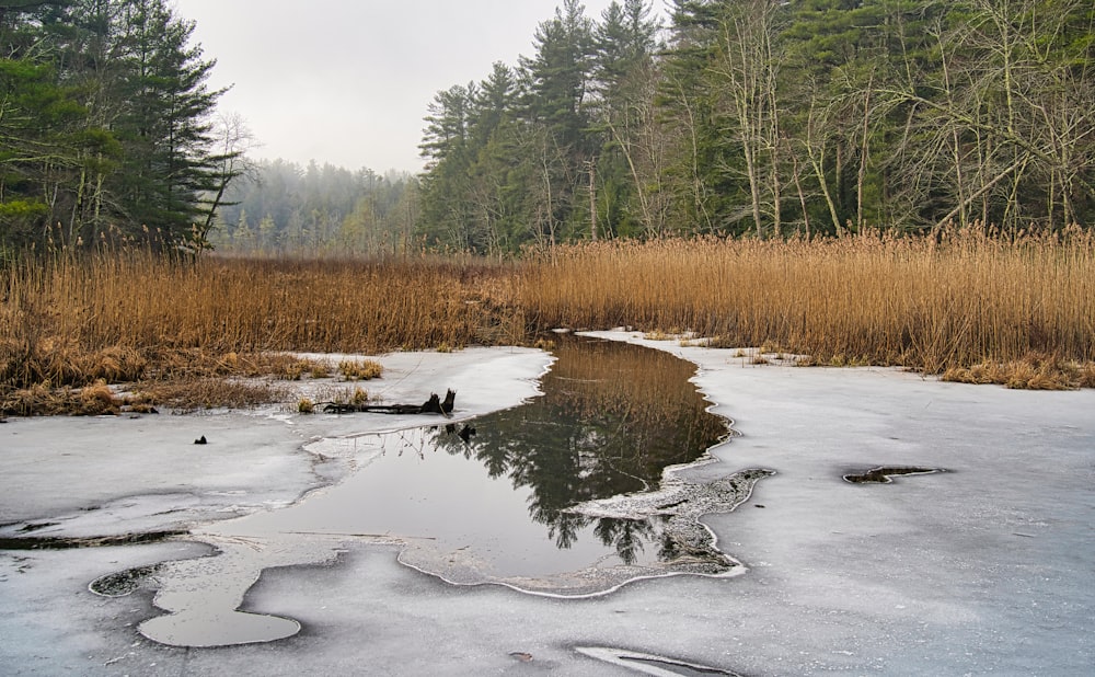 a frozen pond surrounded by tall grass and trees