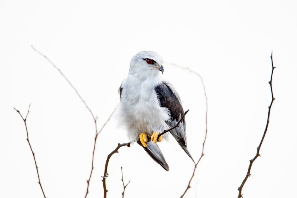 a white and black bird sitting on top of a tree branch