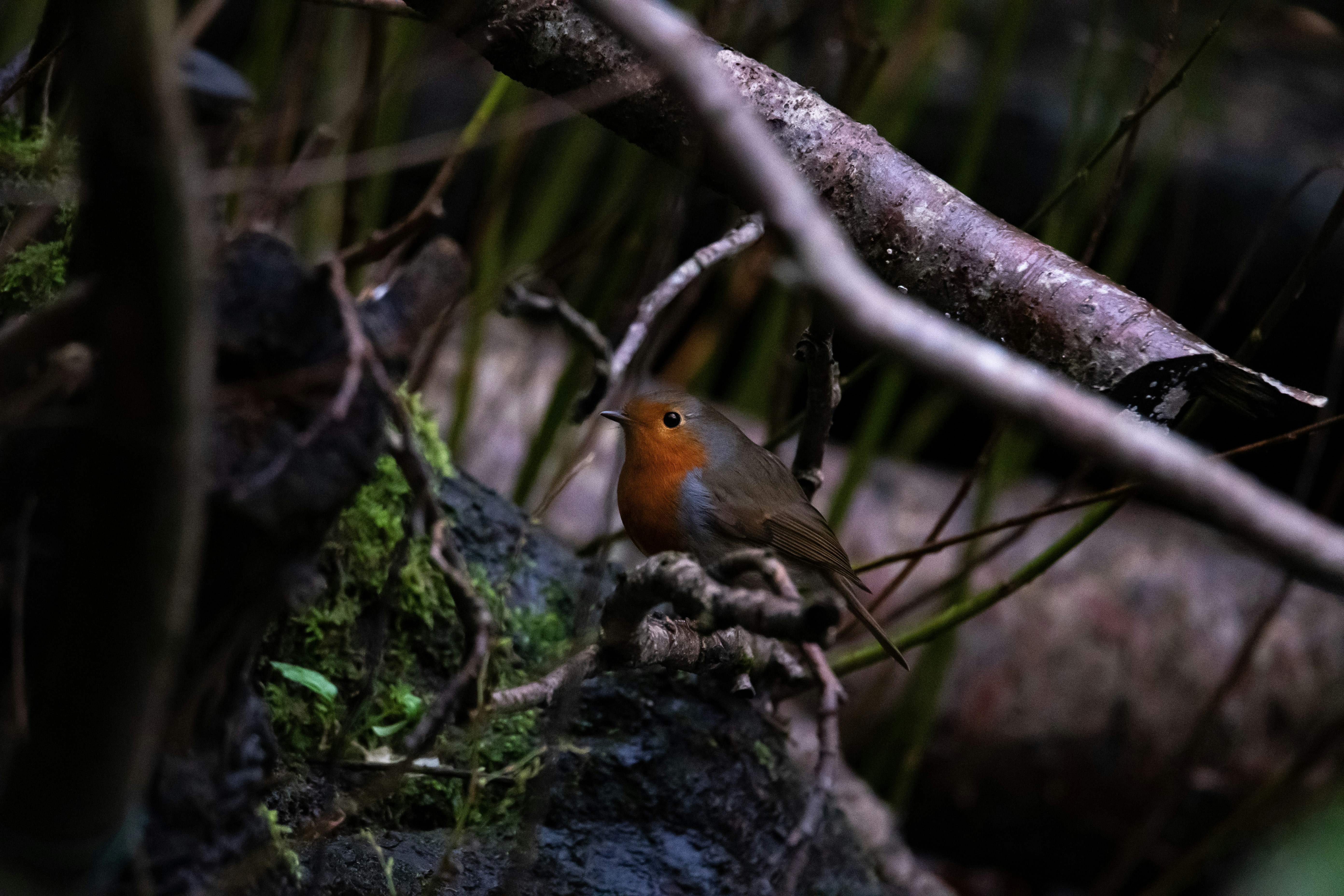 Photo by lifeoffai