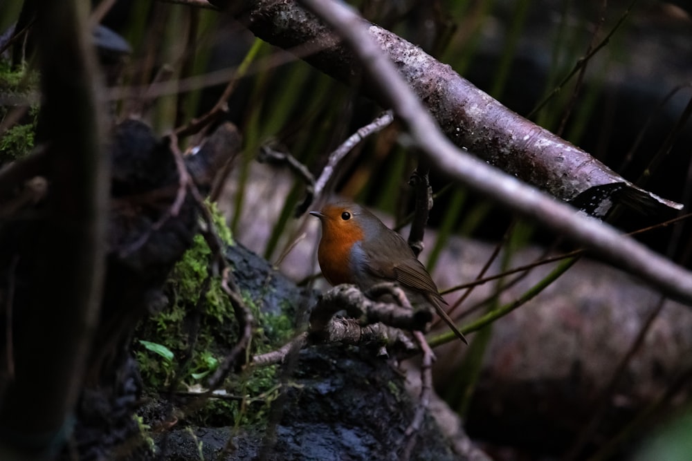 a small bird sitting on a rock in the woods