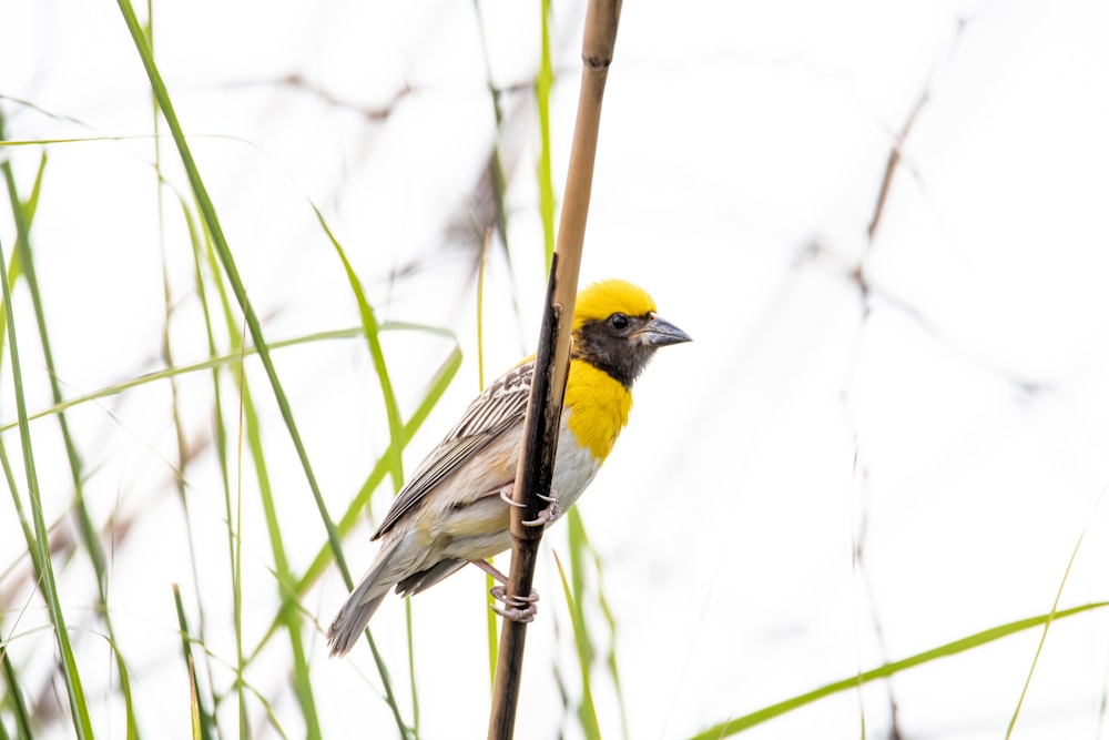 a small yellow and black bird sitting on top of a plant