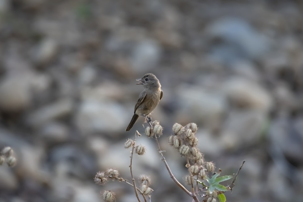 a small bird sitting on top of a plant