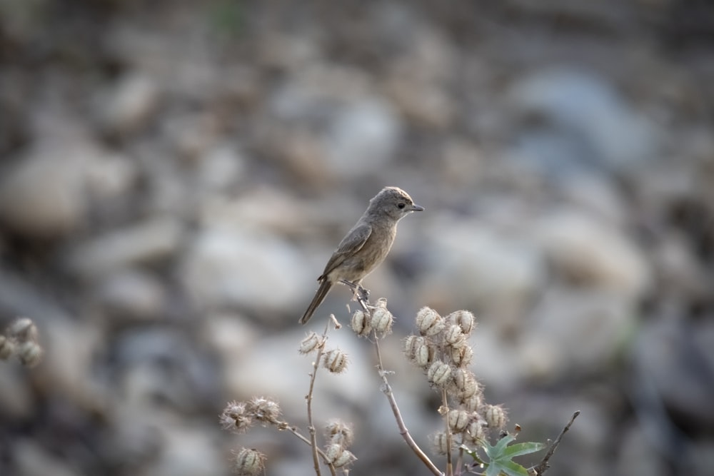 a small bird sitting on top of a plant