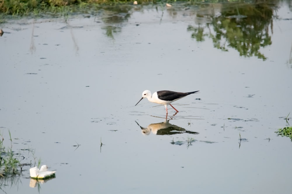 a black and white bird is walking in the water
