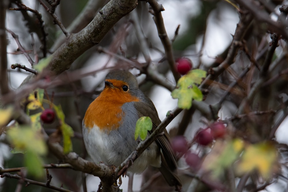 a small bird sitting on a branch of a tree