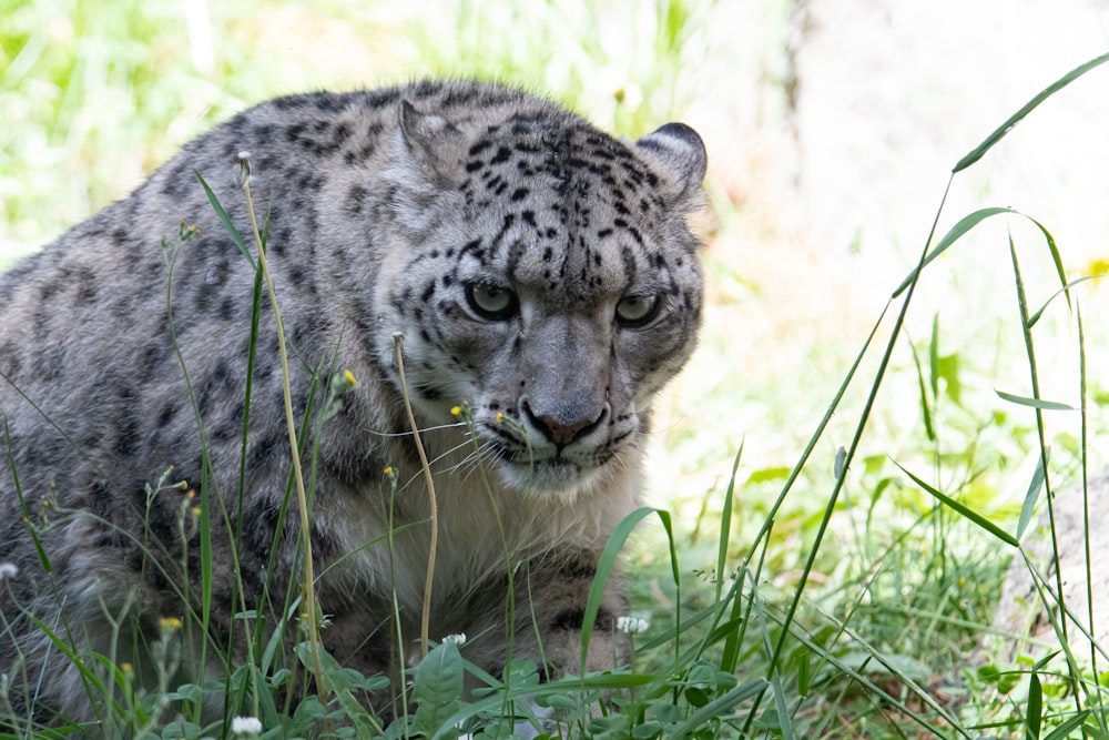 a snow leopard is sitting in the grass