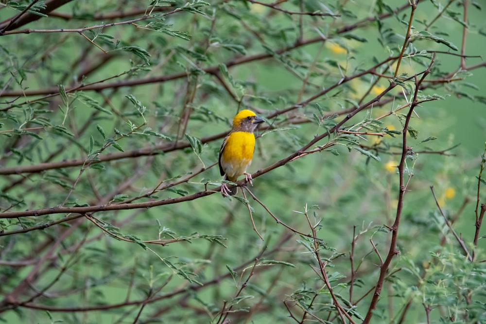 a small yellow bird perched on a tree branch