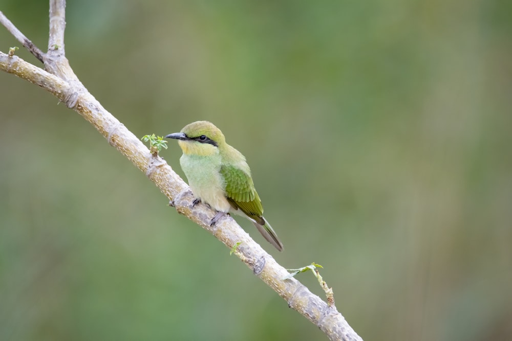 a small green bird perched on a tree branch