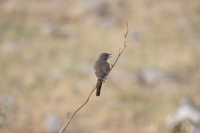 A small bird perched on a thin, bare branch against a blurred background of dry grass or terrain, giving an impression of a natural setting. The bird appears to be singing or calling.