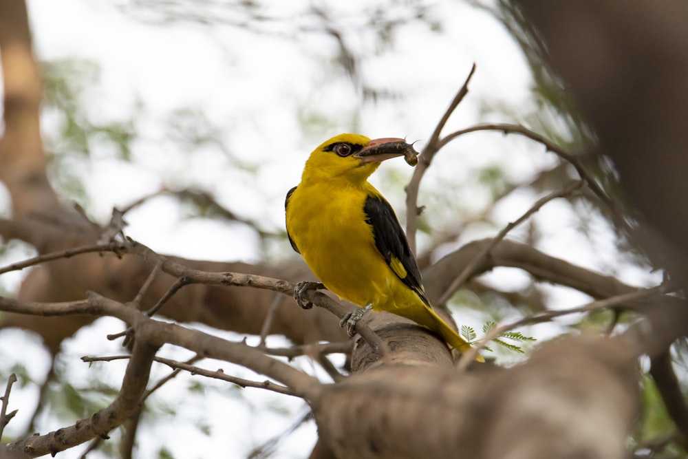 a yellow and black bird sitting on a tree branch