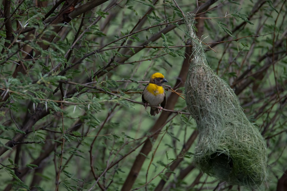 a bird sitting on top of a tree next to a nest