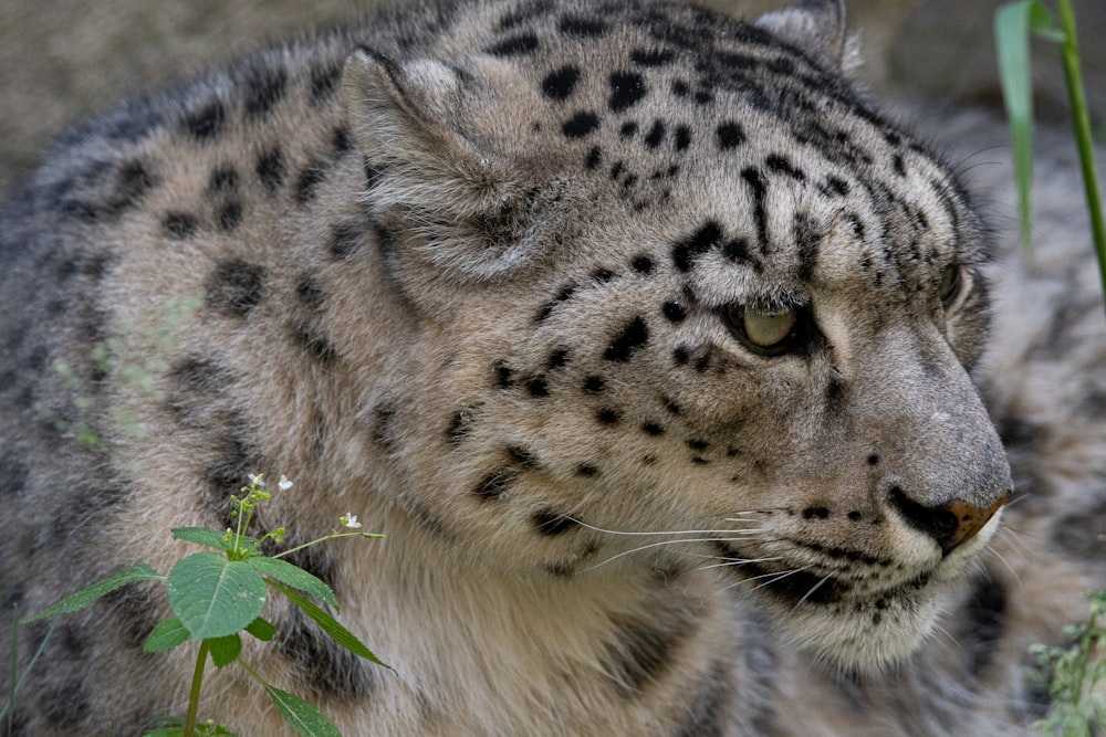 a close up of a snow leopard in a field