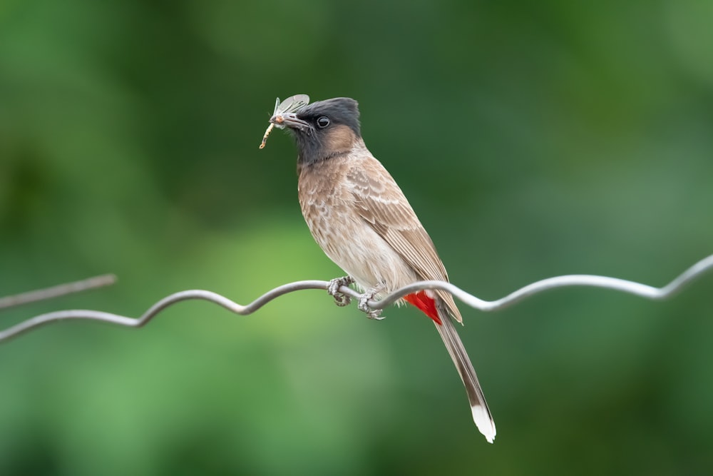 a bird sitting on top of a barbed wire