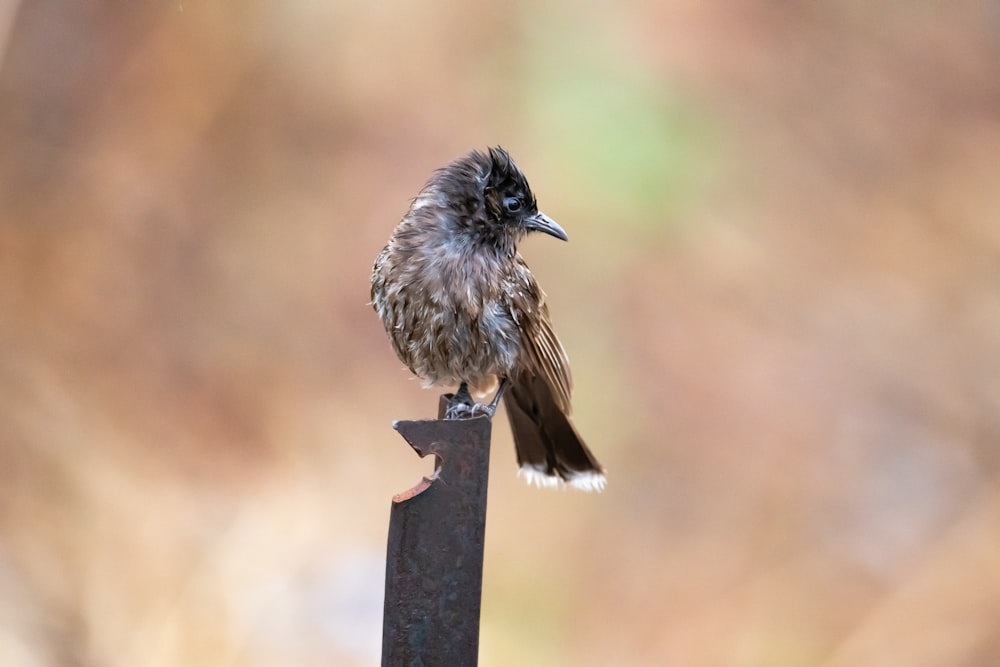 a small bird sitting on top of a metal pole