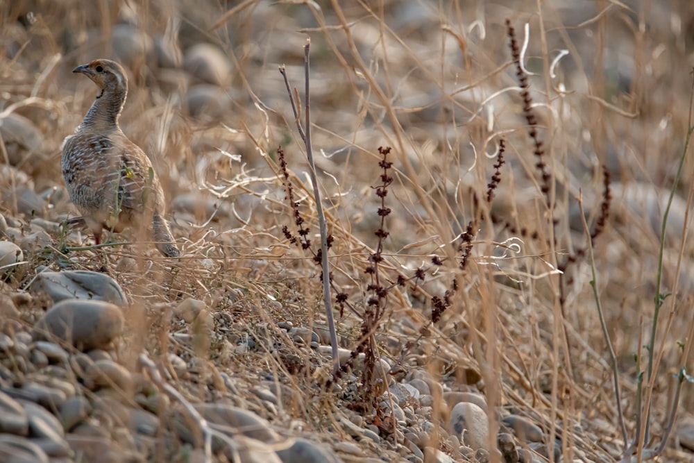 a bird is standing in the grass by some rocks