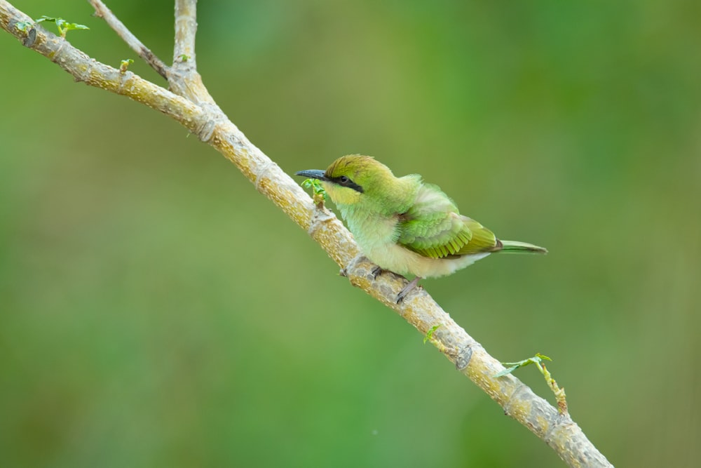 a small green bird sitting on a branch