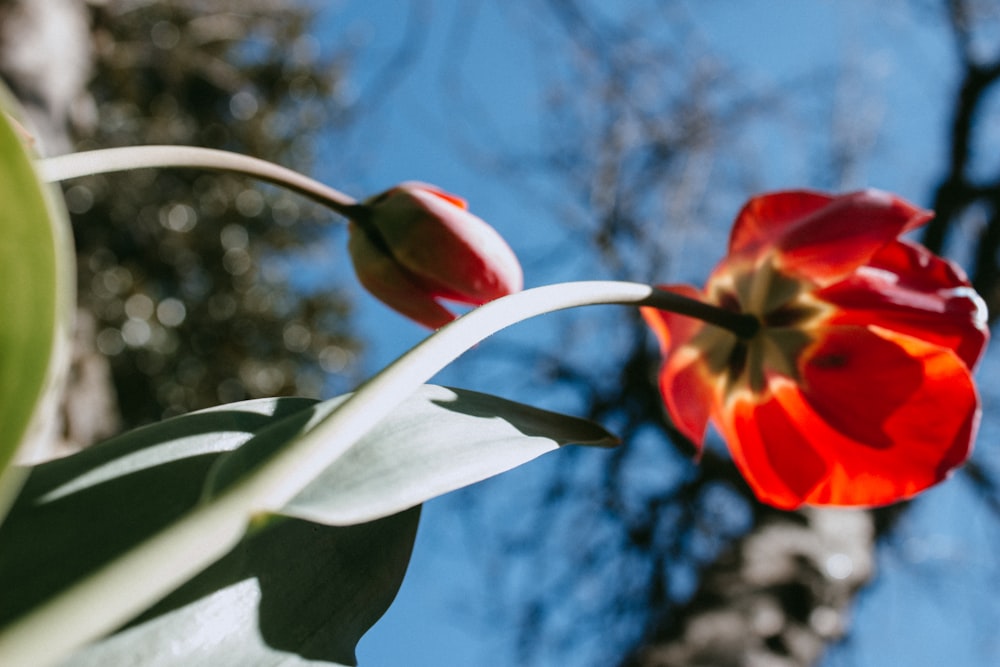 a red tulip in the foreground with a blue sky in the background