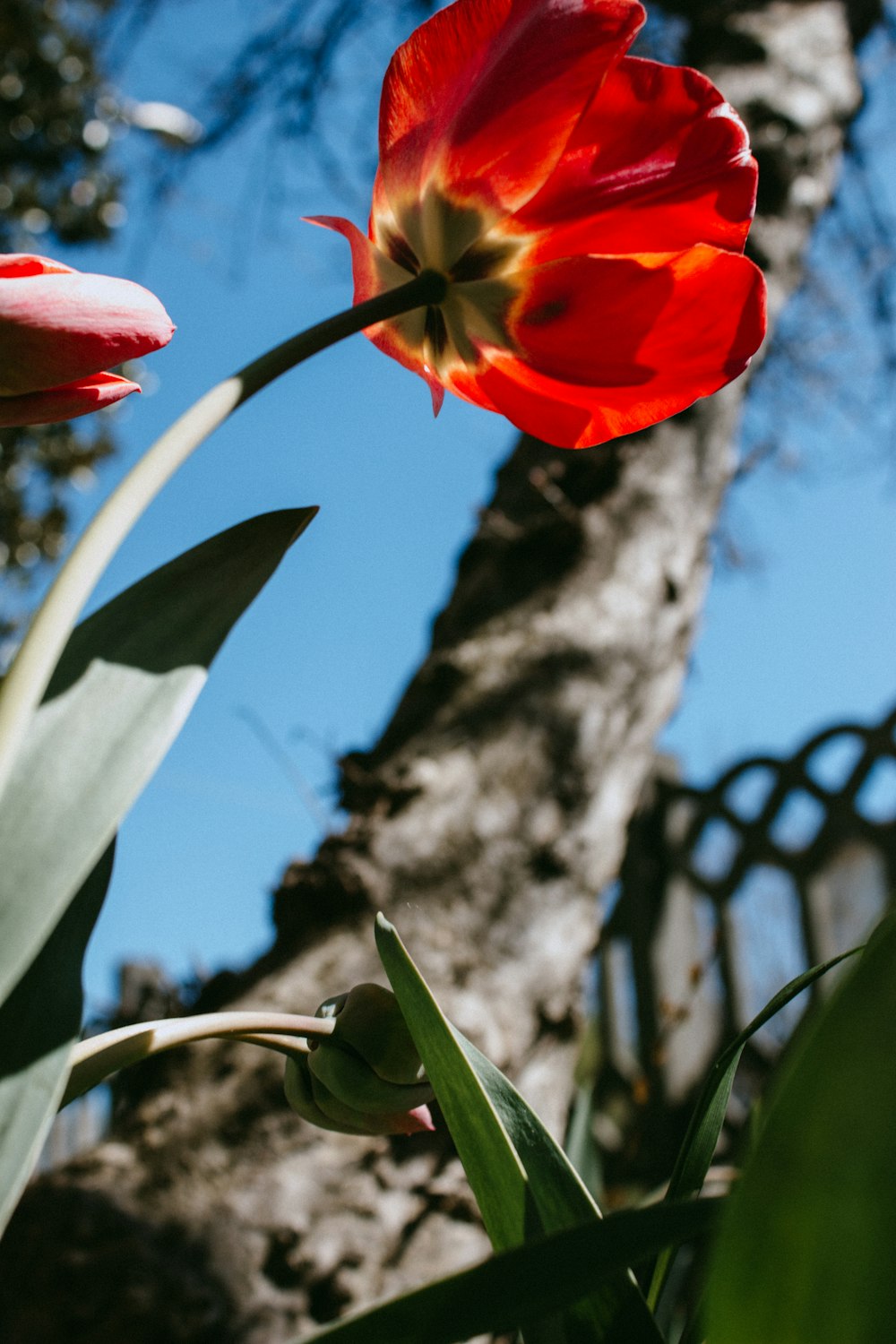 a red tulip is in front of a tree