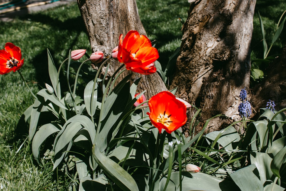 a group of red flowers sitting next to a tree