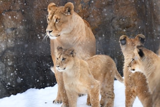 A group of lions, consisting of one adult and three young cubs, stand amidst falling snow. The background features a rocky surface partially covered with snow, creating a contrast with the lions' tawny fur. The cubs appear attentive, possibly observing something outside the frame.