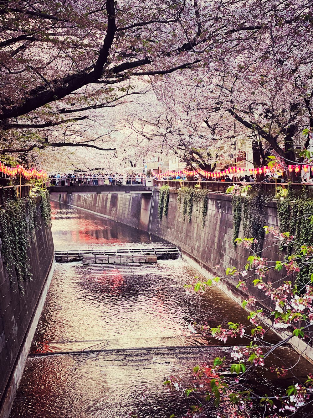a canal with a bunch of flowers on it
