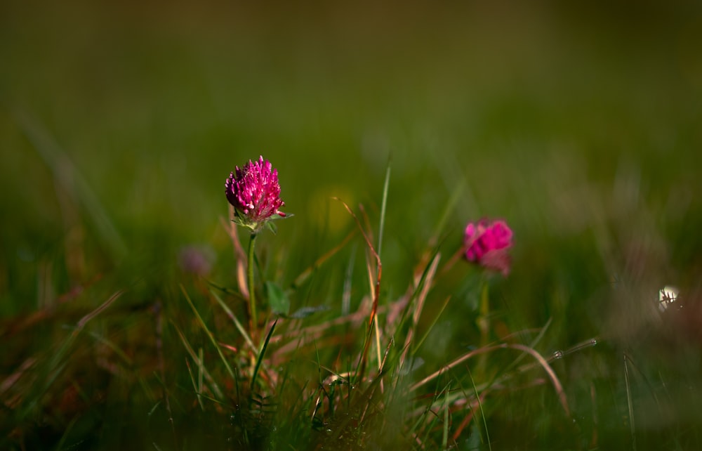 un fiore rosa in mezzo a un campo erboso