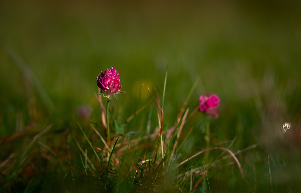 a pink flower in the middle of a grassy field