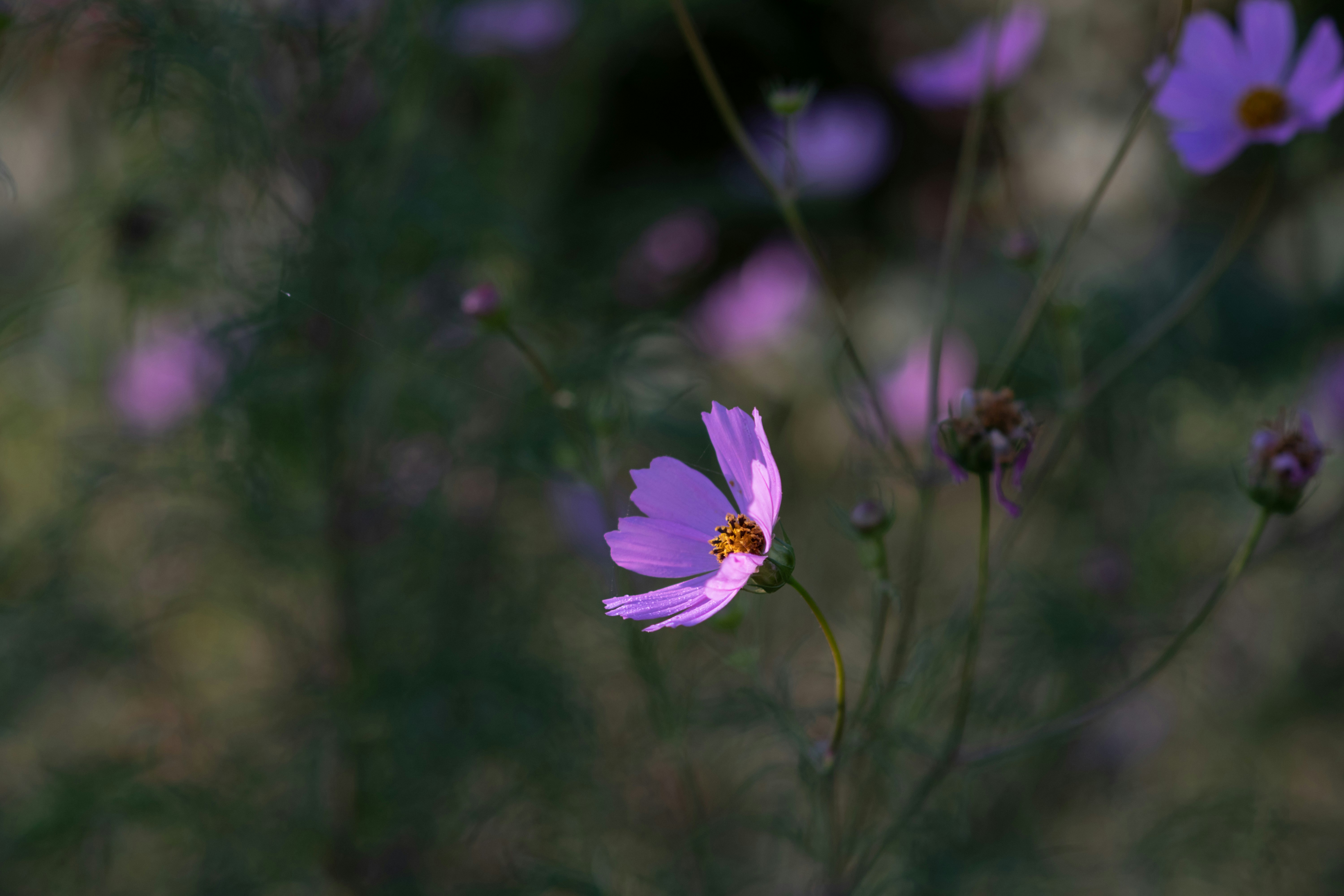 Photo by sevencolors