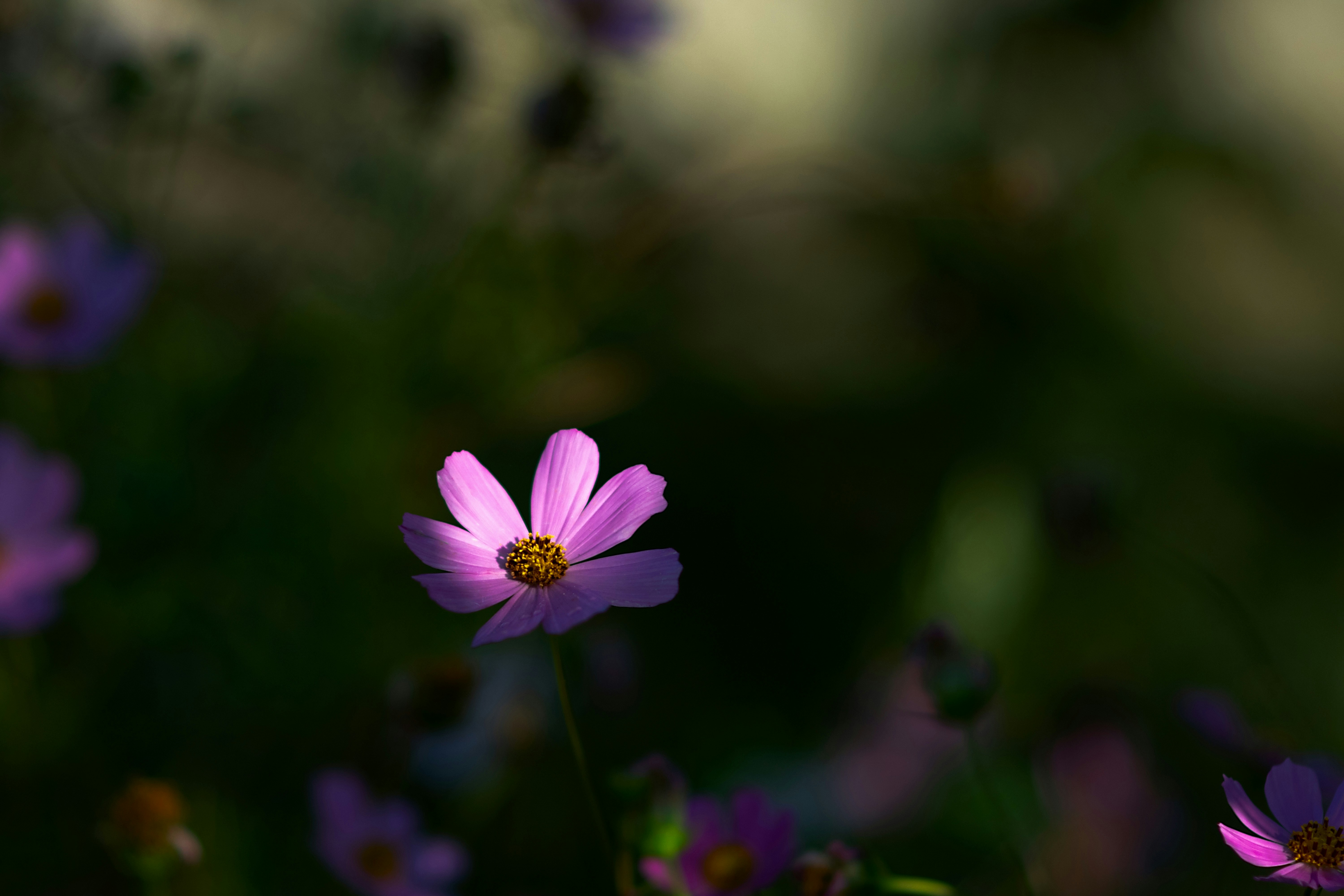 Photo by sevencolors