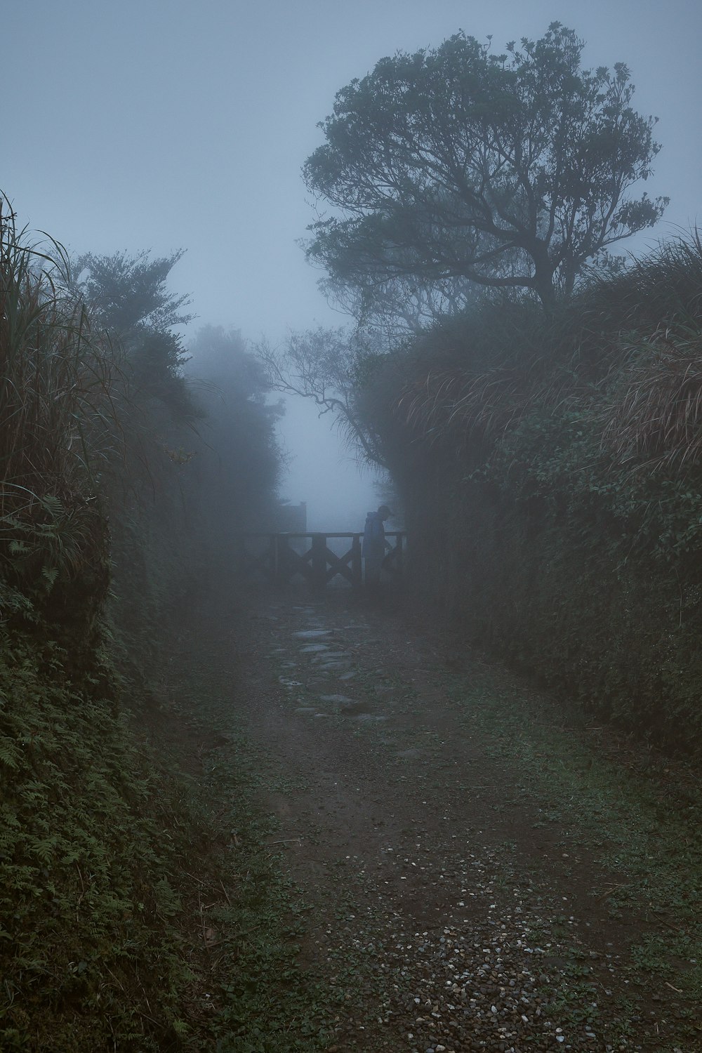 a foggy path leading to a wooden bridge