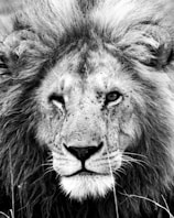 Close-up of a black and gray tattoo of a detailed lion's face on forearm.