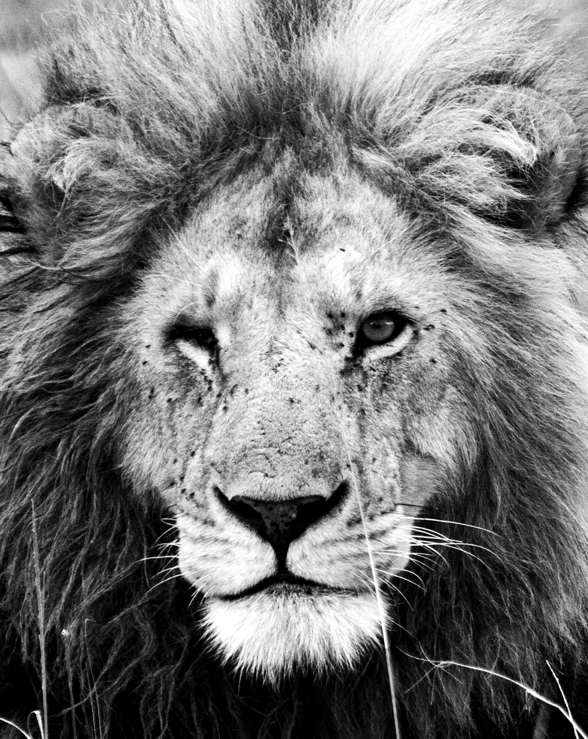 Close-up of a detailed black and gray realistic tattoo of a lion's face on forearm, showcasing expert shading and depth.