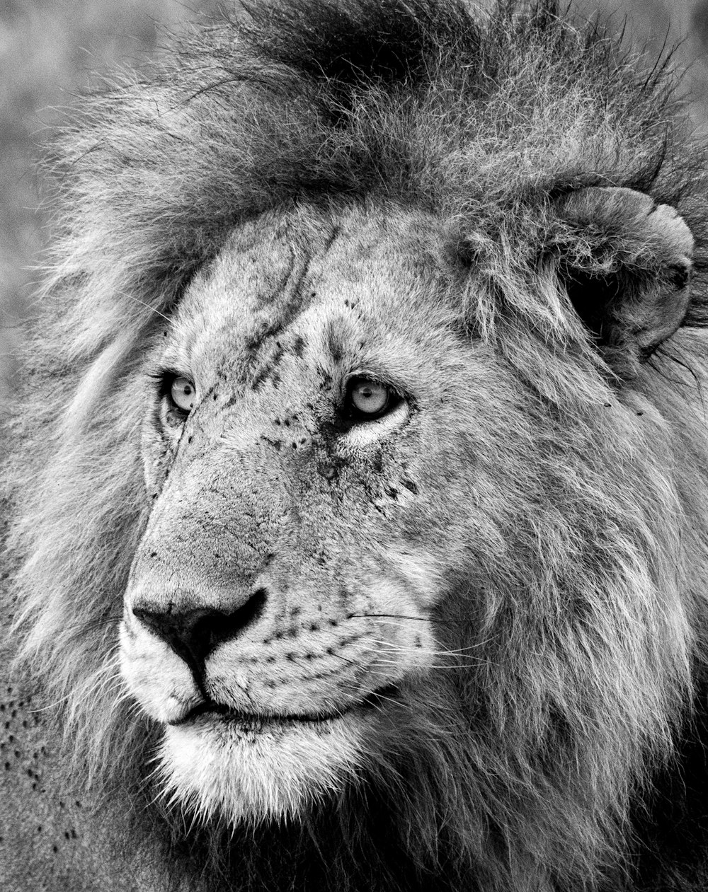 a black and white photo of a lion